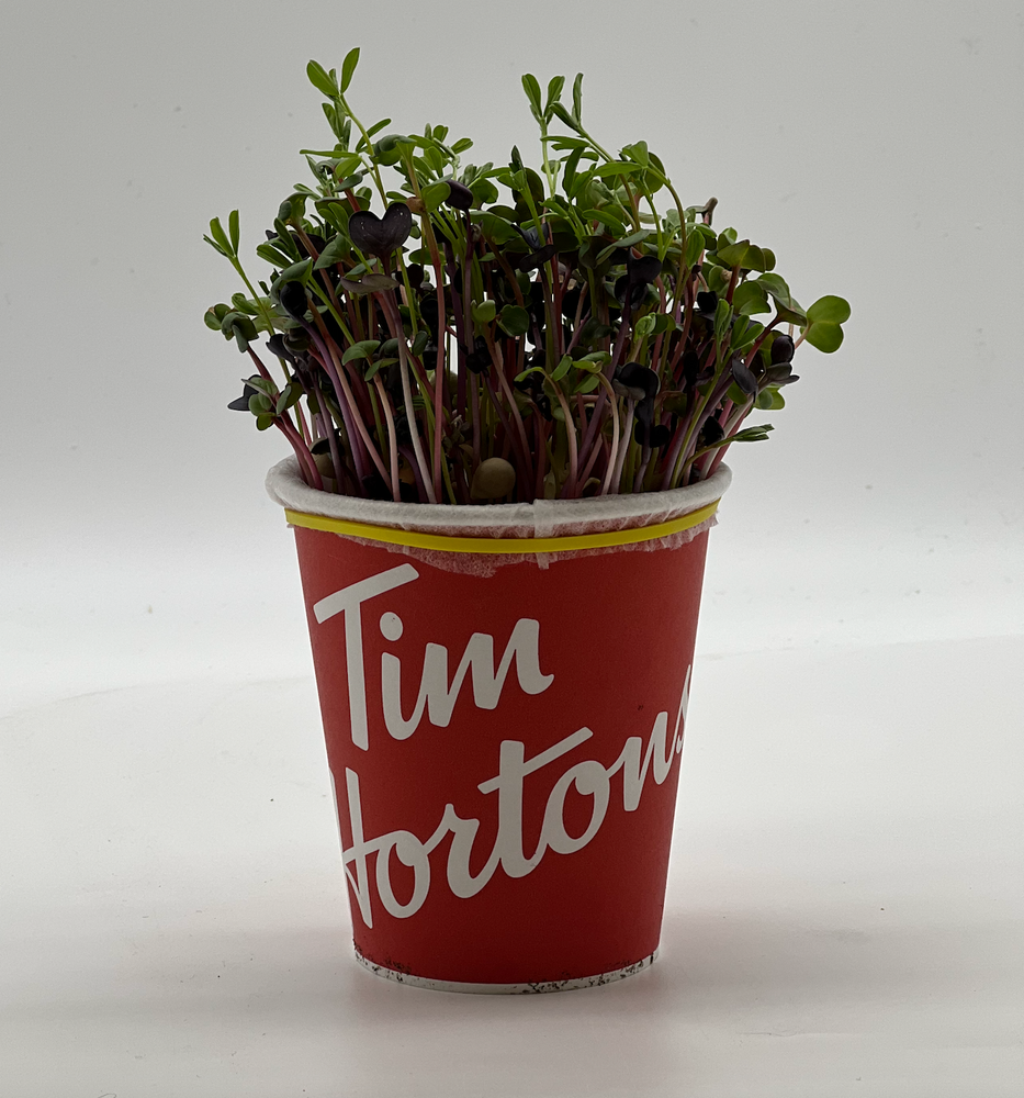 
            
                Load image into Gallery viewer, Tim Hortons Microgreen Class Package
            
        